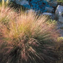 Undaunted® Ruby Muhly Grass -Lush Garden Home muhlenbergia reverchon 71138 1 web 4