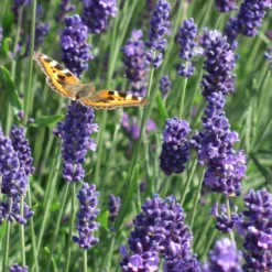 Munstead Violet English Lavender -Lush Garden Home munstead violet english lavender meadow pollinator