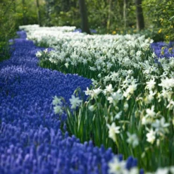 Thalia Daffodil -Lush Garden Home narcissus thalia muscari armen 2