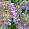 Select Blue Nepeta