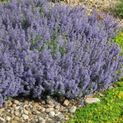 Select Blue Nepeta -Lush Garden Home nepeta faassenii select blue delosperma nubiginum