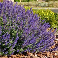 Walker's Deep Blue Nepeta -Lush Garden Home nepeta walkers dark blue 4 cc cropped