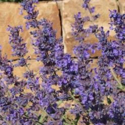 Walker's Deep Blue Nepeta -Lush Garden Home nepeta walkers dark blue close up of flwr cropped