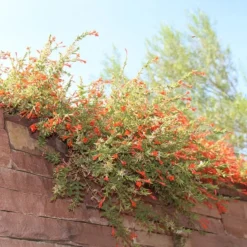 Orange Carpet® Creeping Hummingbird Trumpet (Zauschneria) -Lush Garden Home orange carpet creeping hummingbird trumpet zauschneria hanging garden flowers