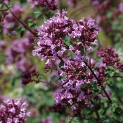 Rotkugel Ornamental Oregano -Lush Garden Home origanum rotkugel close up cropped