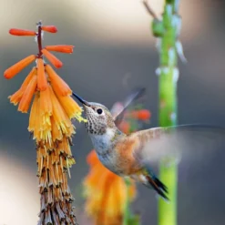 Dwarf Red Hot Poker 8 Dwarf Red Hot Poker -Lush Garden Home pam koch hummingbird and kniphofia az