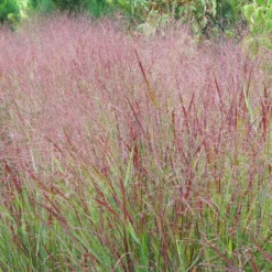 Shenandoah Switch Grass -Lush Garden Home panicum shenandoah hni 1 cropped