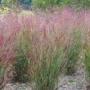 Shenandoah Switch Grass