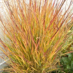 Ruby Ribbons® Prairie Switchgrass -Lush Garden Home panicum virgatum ruby ribbons 2 1