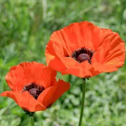 Brilliant Oriental Poppy -Lush Garden Home papaver orientale brilliant oriental poppy