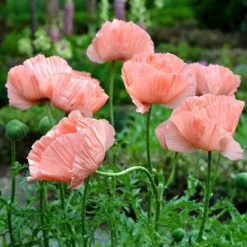 Princess Louise Oriental Poppy -Lush Garden Home papaver orientale princess louise oriental poppy 2