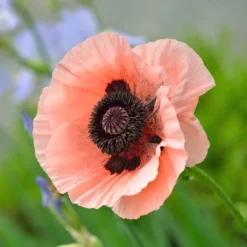 Princess Louise Oriental Poppy -Lush Garden Home papaver orientale princess louise oriental poppy 3.jpg.crdownload