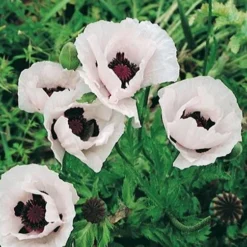 Royal Wedding Oriental Poppy 7 Royal Wedding Oriental Poppy -Lush Garden Home papaver orientale royal wedding 1