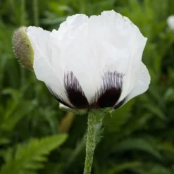 Royal Wedding Oriental Poppy