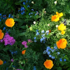 Partial Shade Wildflower Seed Mix -Lush Garden Home partial shade wildflower mix 1