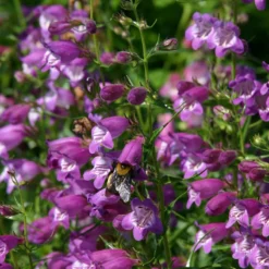 Pike's Peak Purple® Penstemon -Lush Garden Home penstemon mexicali pikes peak flowers pollinator