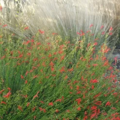 Pineleaf Penstemon -Lush Garden Home penstemon pinifolious with nassella cropped