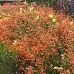 Luminous Pineleaf Penstemon -Lush Garden Home penstemon pinifolius luminous