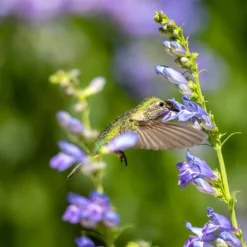 Rocky Mountain Penstemon -Lush Garden Home penstemon strictus 3