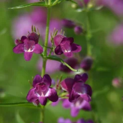 Pike's Peak Purple® Penstemon -Lush Garden Home penstemon x mexicali pikes peak purple pathayward plant select cropped