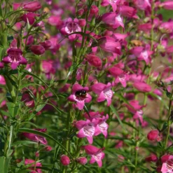 Red Rocks® Penstemon 5 Red Rocks® Penstemon -Lush Garden Home penstemon x mexicali red rocks 21 plant select 1