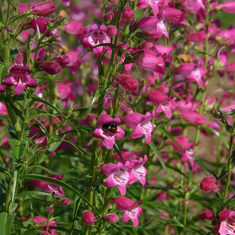 Red Rocks® Penstemon 3 Red Rocks® Penstemon - Image 3