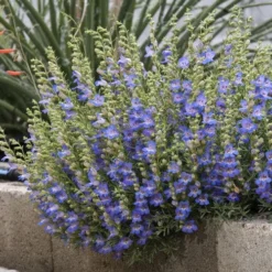Blue Lips Penstemon -Lush Garden Home penstemon blue lips 78798 2 web