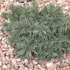 Blue Lips Penstemon -Lush Garden Home penstemon blue lips 78798 3 web