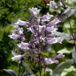 Dark Towers Penstemon -Lush Garden Home penstemon dark towers flowers 35