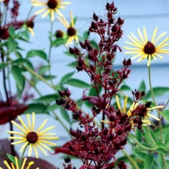 Dark Towers Penstemon -Lush Garden Home penstemon dark towers 3b