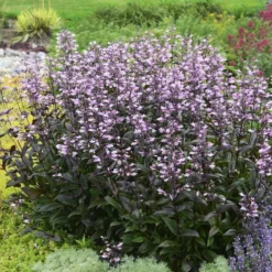 Dark Towers Penstemon -Lush Garden Home penstemon dark towers walters gardens cropped