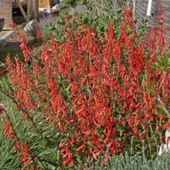 Firecracker Penstemon Richfield Strain -Lush Garden Home penstemon eatonii richfield ut in flwrcc cropped
