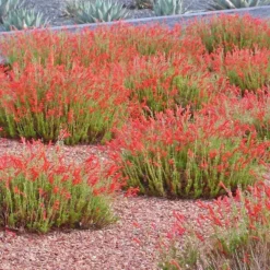 Compact Pineleaf Penstemon -Lush Garden Home penstemon pinifolius compactum agave neomexicana cropped