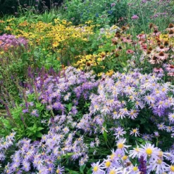 High Country Meadow Native Wildflower Seed Mix -Lush Garden Home perennial garden hcg native mix