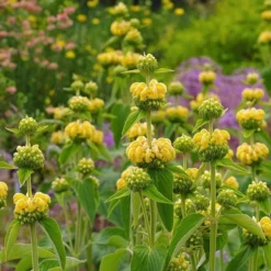 Hardy Jerusalem Sage (Phlomis) -Lush Garden Home phlomis russeliana lampwick plant jerusalum sage 2