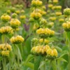 Hardy Jerusalem Sage (Phlomis)