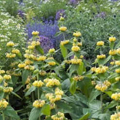 Hardy Jerusalem Sage (Phlomis) -Lush Garden Home phlomis russeliana lampwick plant jerusalum sage 4