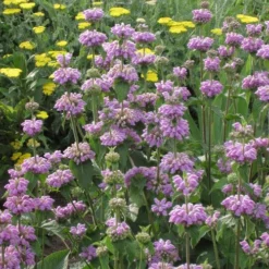 Kashmir False Sage (Phlomis) 6 Kashmir False Sage (Phlomis) -Lush Garden Home phlomis cashmeriana 77103 1 web