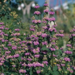 Kashmir False Sage (Phlomis) 7 Kashmir False Sage (Phlomis) -Lush Garden Home phlomis cashmeriana 77103 3 web