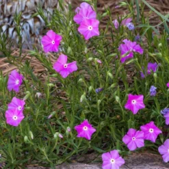 Perfect Pink Santa Fe Phlox -Lush Garden Home phlox nana perfect pink 1