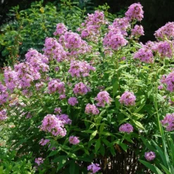 Jeana Garden Phlox -Lush Garden Home phlox paniculata jeana flowers