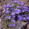 Violet Pinwheels Phlox