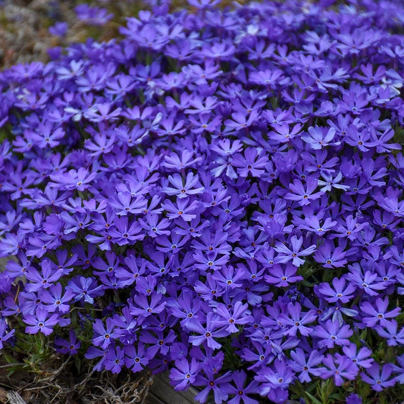 Violet Pinwheels Phlox 3 Violet Pinwheels Phlox - Image 3