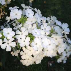 David Garden Phlox 6 David Garden Phlox -Lush Garden Home phlox david 1 2