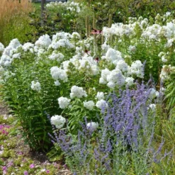 David Garden Phlox 7 David Garden Phlox -Lush Garden Home phlox david and perovskia 2 1 1