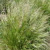 Pixie Fountain Tufted Hair Grass