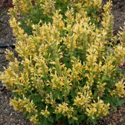 Poquito™ Butter Yellow Agastache -Lush Garden Home poquito butter yellow agastache 3