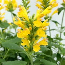 Poquito™ Butter Yellow Agastache -Lush Garden Home poquito butter yellow agastache 4