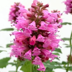 Poquito™ Lavender Agastache -Lush Garden Home poquito lavender agastache close up