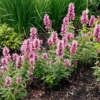 Poquito™ Lavender Agastache